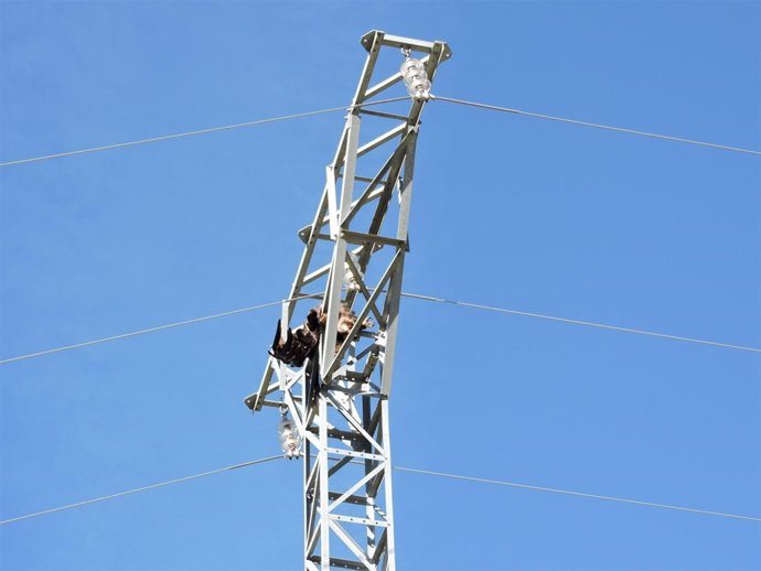 Ejemplar de águila real electrocutado