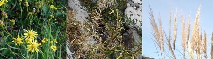 Especies invasoras en Asturias