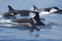 Aprobado el Plan de Conservación de la orca del Estrecho y golfo de Cádiz para la protección de la especie