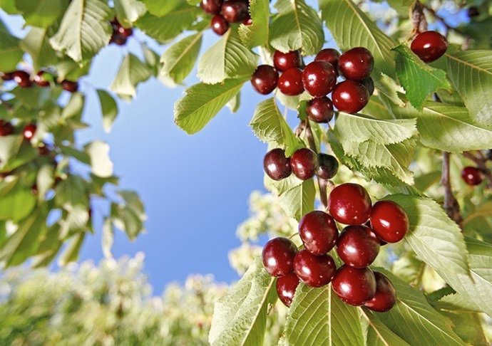 Cerezas.