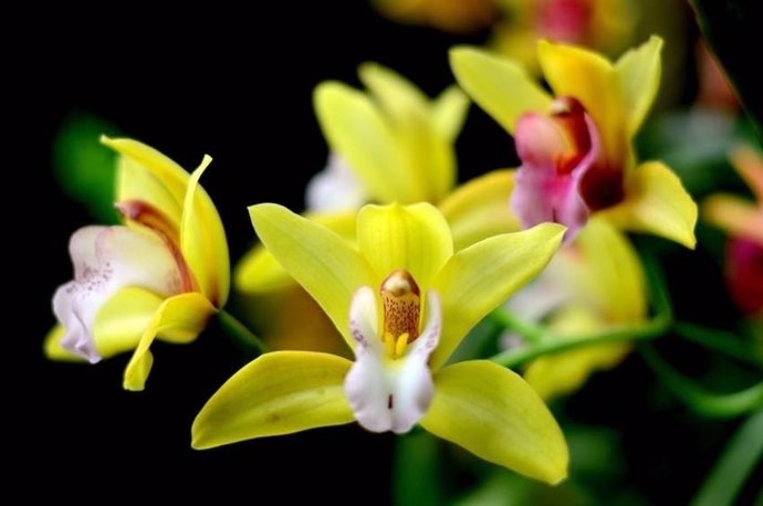 Orquídeas en el Real Jardín Botánico de Madrid