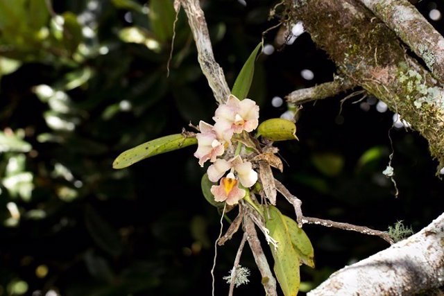 Una 'Rodriguezia granadensis' en un árbol