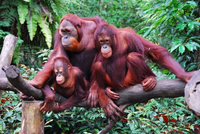 Orangutanes on su cría