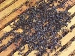 Apicultura, abejas 