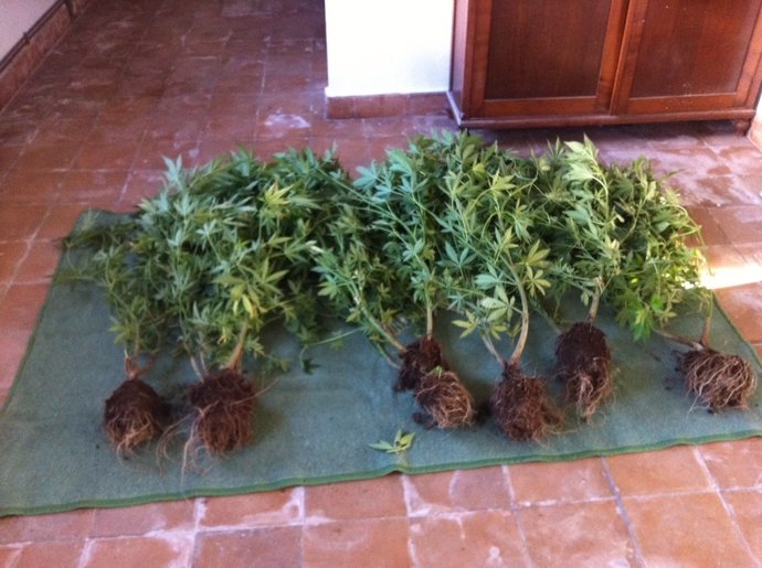 Plantas De Cannabis Interceptadas En Lugo