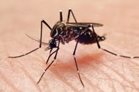 Catalunya afronta un riesgo moderado-alto de zika, dengue y chikungunya según la OMS