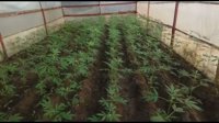 Detenida una mujer como titular de un invernadero con 180 plantas de marihuana en Los Palacios (Sevilla)