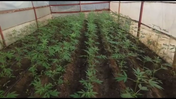 Plantación de marihuana en invernadero en Los Palaciso
