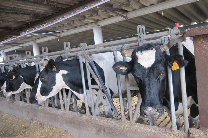 Vaques en una explotació agrària