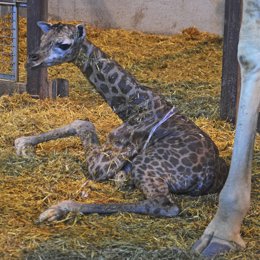 Nova girafa en Bioparc