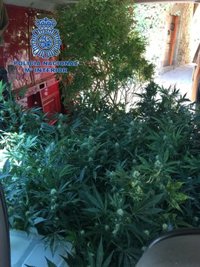 Detienen a dos personas por cultivar 270 plantas de marihuana en El Canós (Lleida)