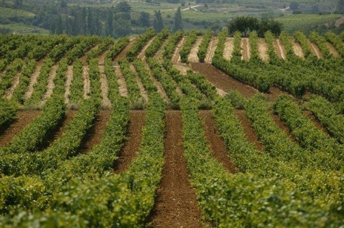 Camps de vinyes