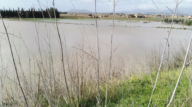 Los campos del Pla de Mallorca inundados tras el temporal