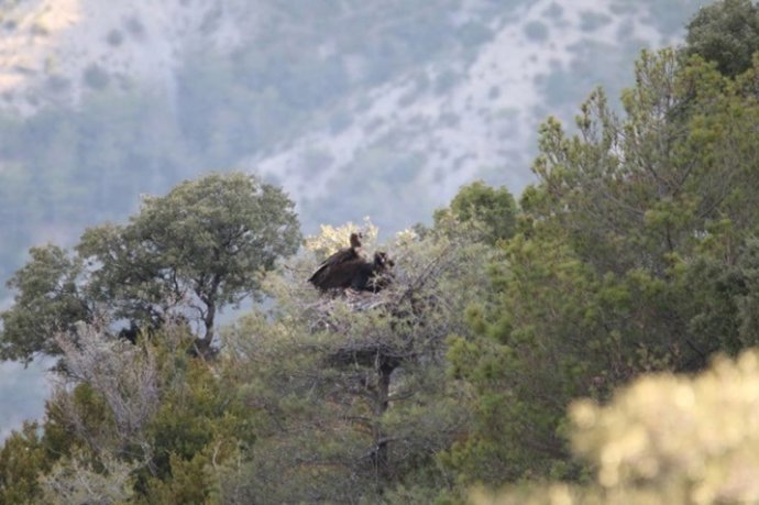 Buitre negro pirenaico