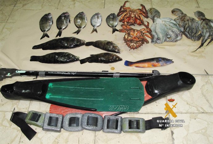 Ejemplares de peces y cefalópodos, así como el equipo, inter                    