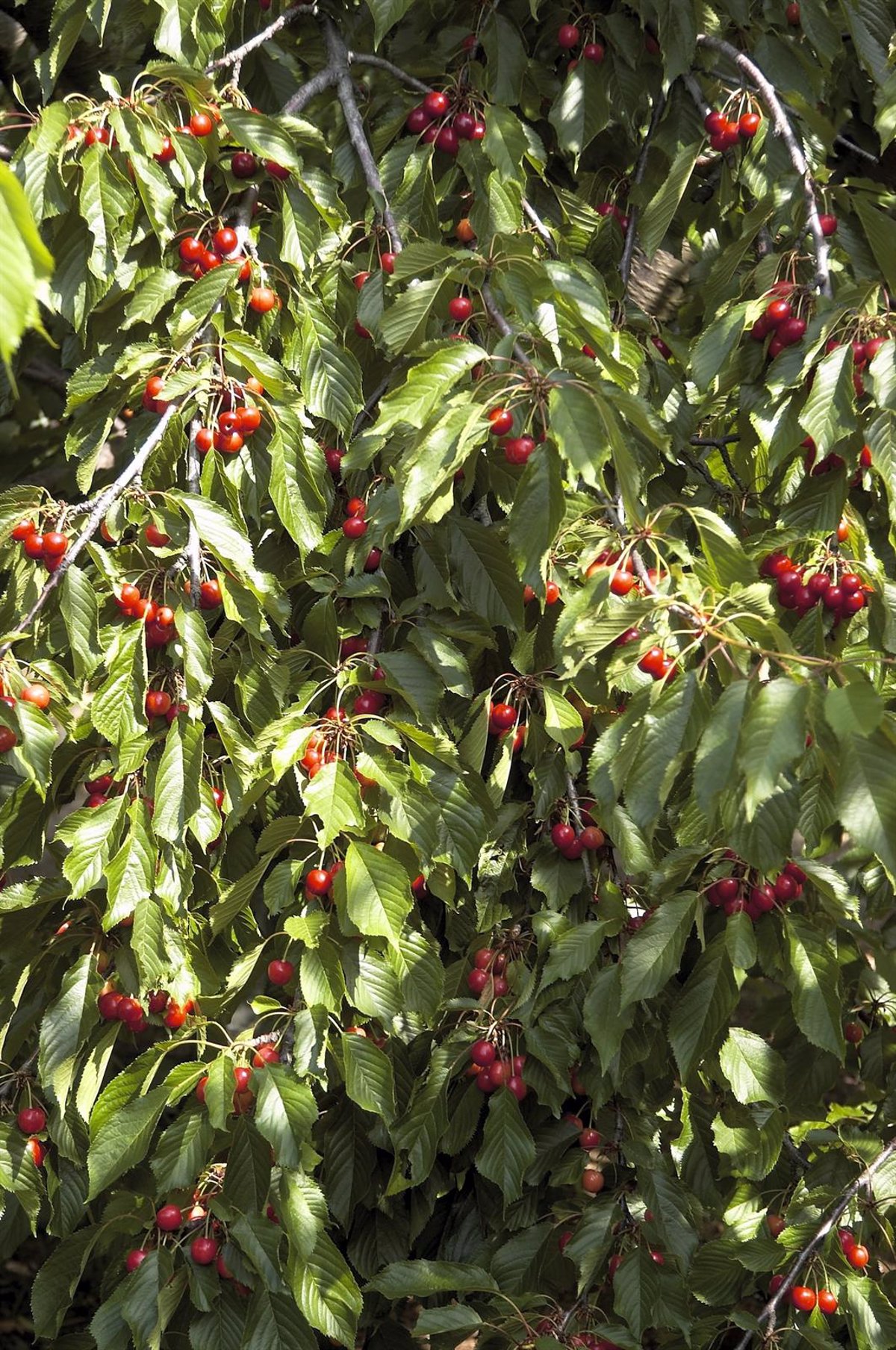 Las Primeras Cerezas Certificadas Del Jerte Salen Al Mercado