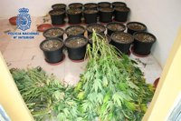 Detenidos los 26 miembros de una organización especializada en cultivar marihuana y comercializarla en Europa