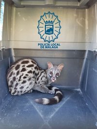 Capturan y recuperan a una gineta que se había introducido en el interior de una nave industrial