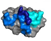 Científicos estudiarán si el virus Zika puede eliminar células de tumor cerebral