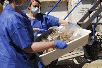 Hallan en el cementerio de Ontinyent los restos de diez personas fusiladas en 1939