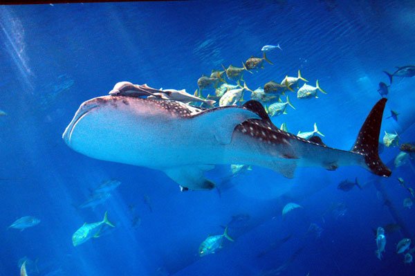 El espectáculo de los tiburones ballena en las costas del Caribe