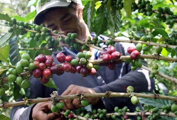 Recolector de café en colombia.