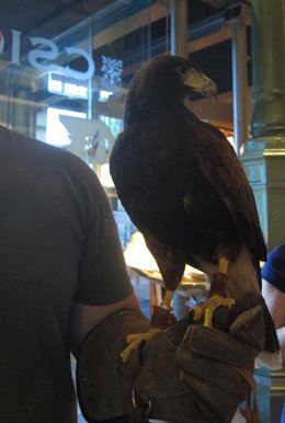 Aguila rapaces cetrería ave