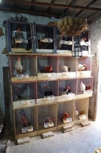 Desmantelan en La Punta un corral dedicado a criar gallos de pelea