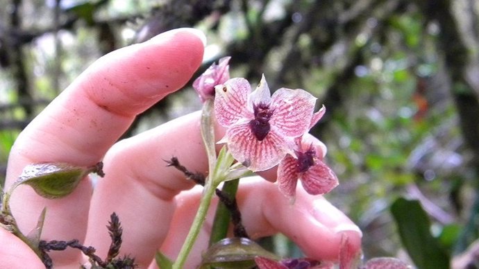 Telipogon diabolicus, una orquídea con cabeza de diablo