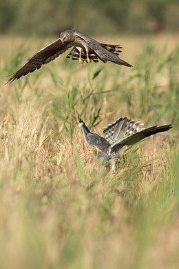 Una pareja de aguilucho cenizo en un nido en un campo de cereal.