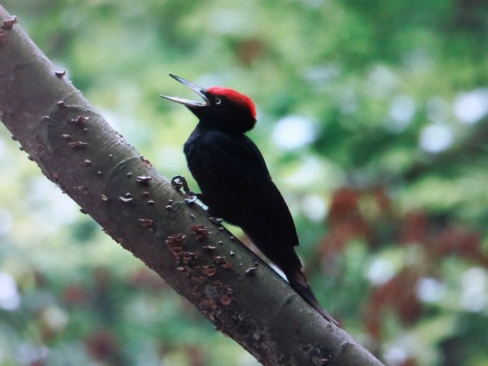 Pájaro pito negro