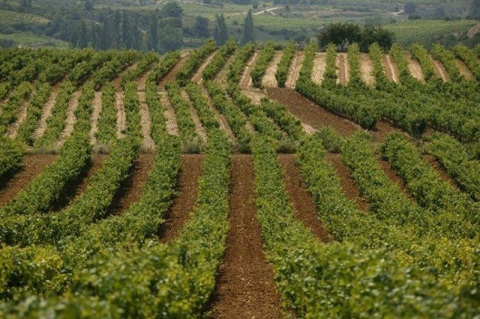 Viñedos en rioja alavesa