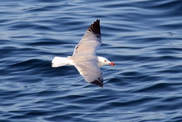 Gaviota roja