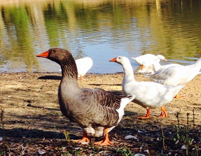 Patos