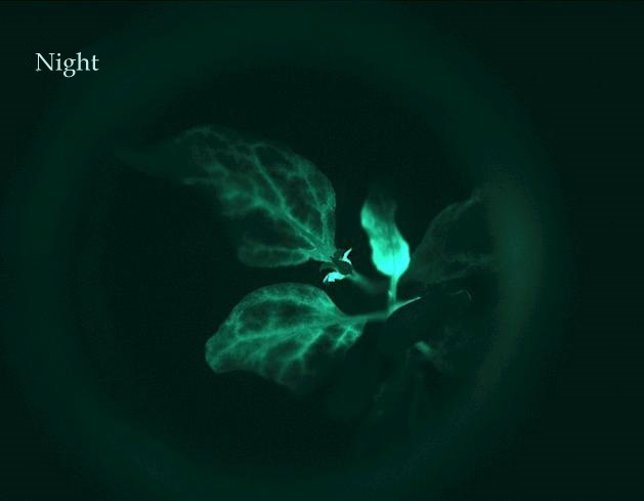 Imagen de la nueva planta que alumbra