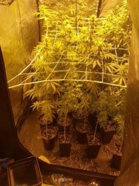 Detenidos tres hombres tras el hallazgo de 4 kilos de marihuana plantada en armarios