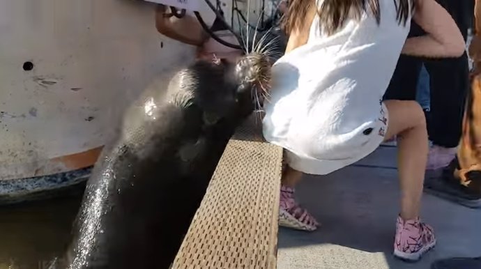 Un león marino quiso llevarse consigo al agua a una ni