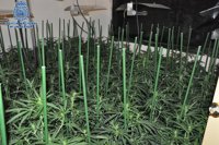 Tráfico de marihuana y anabolizantes: once detenidos en Palma y Calvià en una operación de la Policía Nacional