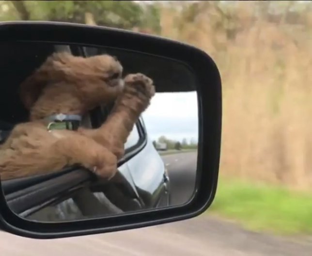 Perro que saca la cabeza por la ventana que triunfa en instagram