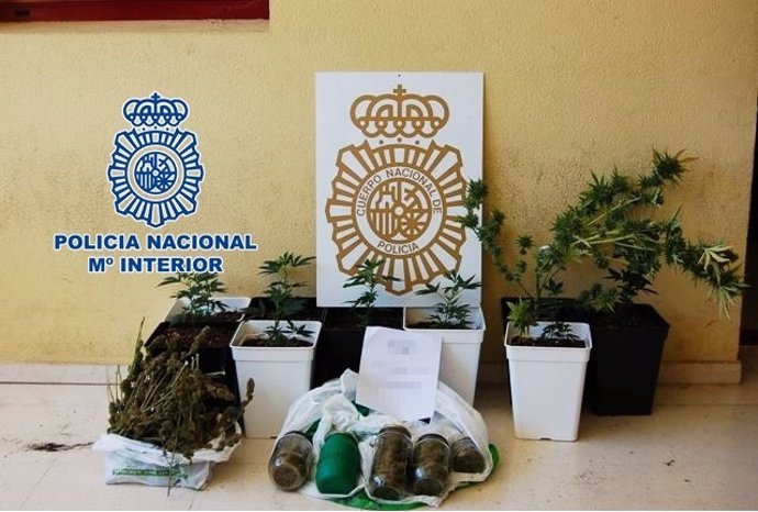 Nota De Prensa "La Policía Nacional Halla Una Plantación Clandestina De Marihuan