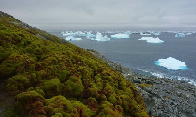 Bancos de musgo entre icebergs en la Antártida