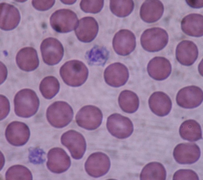 Plaquetas, un nuevo método de células madre permite crearlas sin sangre donada