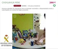 Investigan a una mujer por vender cachorros de chihuahua gravemente enfermos por Internet