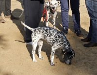 Un 19% de los perros de la Comunidad de Madrid tiene seguro, según Rastreator