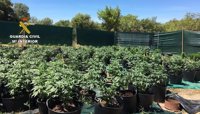 Desmantelado un cultivo con 413 plantas de marihuana en Porreres