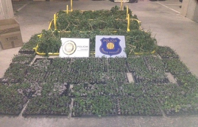 Decomís de plantes de marihuana 