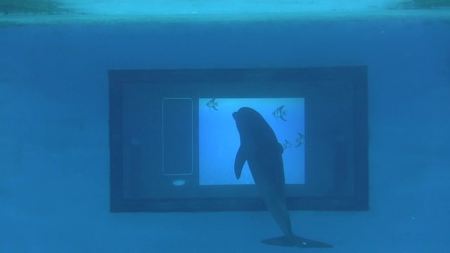 Imagen de un delfín ante la pantalla