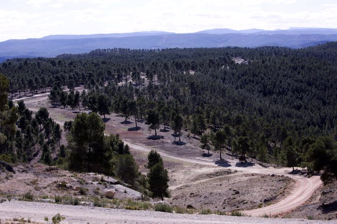 Terreno forestal en la Comunitat Valenciana