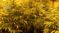 4.300 plantas de marihuana incautadas y 12 detenidos en Toledo, de un grupo criminal dirigido por chinos