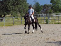 Realizan pruebas de selección de caballos de pura raza española en Navalmoral de la Mata